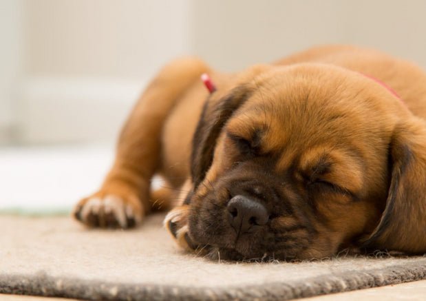 Been Up All Night?: A Guide To Train Your Dog To Sleep At Night - Wagr Petcare