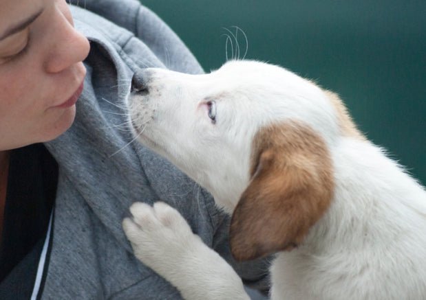 Beginner Foster Care: 8 Tips For Fostering Dogs - Wagr Petcare
