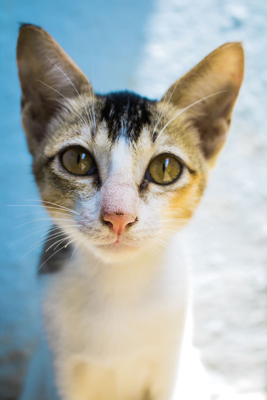 Breed At A Glance: Indie/Desi Cat - Wagr Petcare