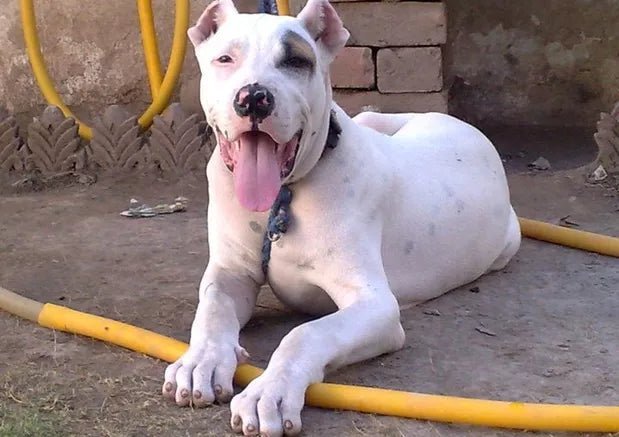 Dog Breed: Indian Mastiff - Wagr Petcare