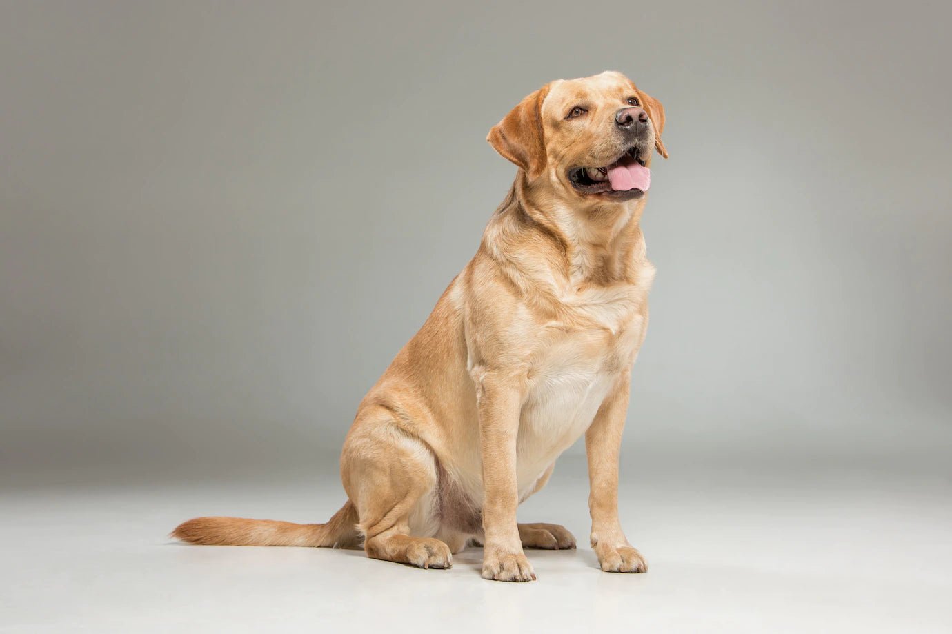 Dog Breed Labrador Retriever Wagr Petcare