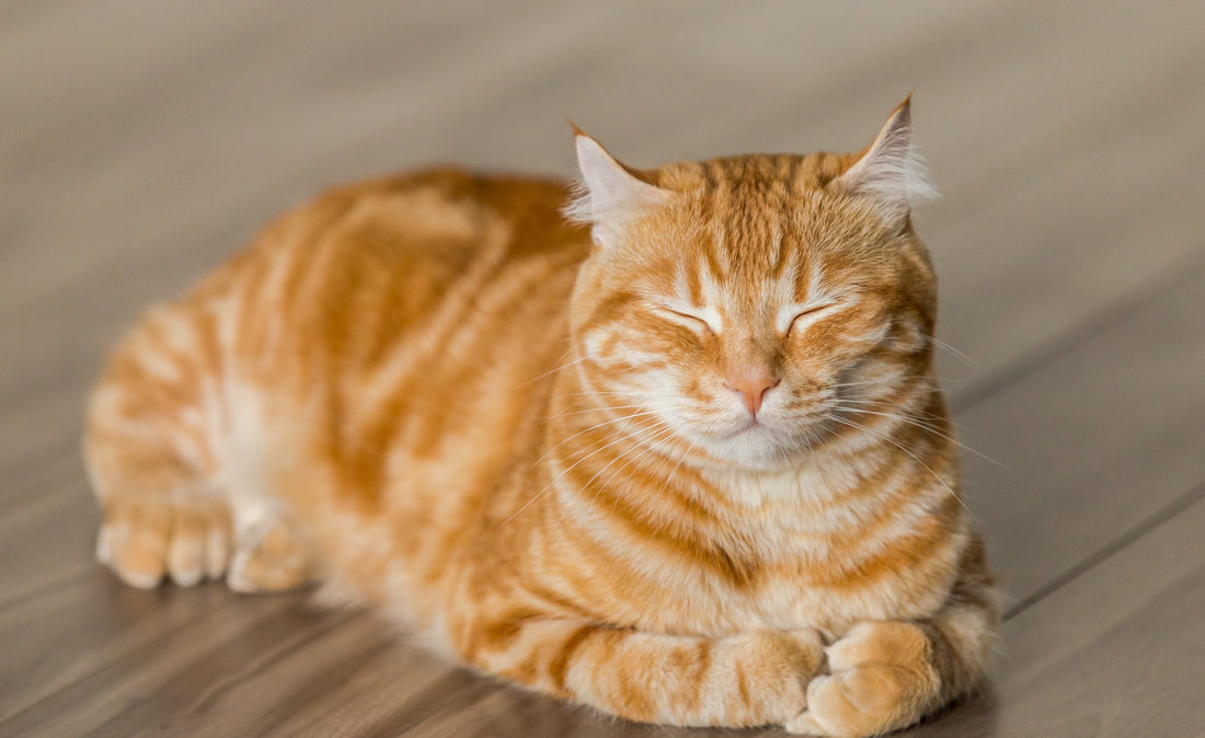 cat vomiting brown liquid
