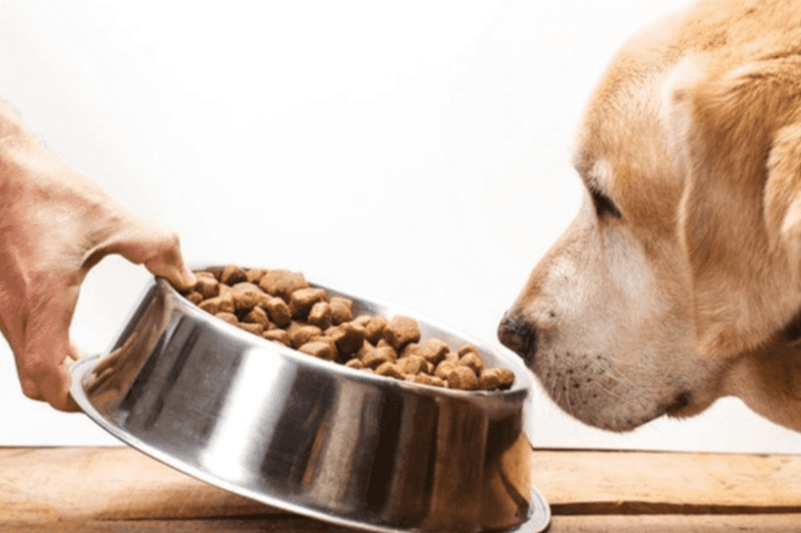 Popular sales dog food