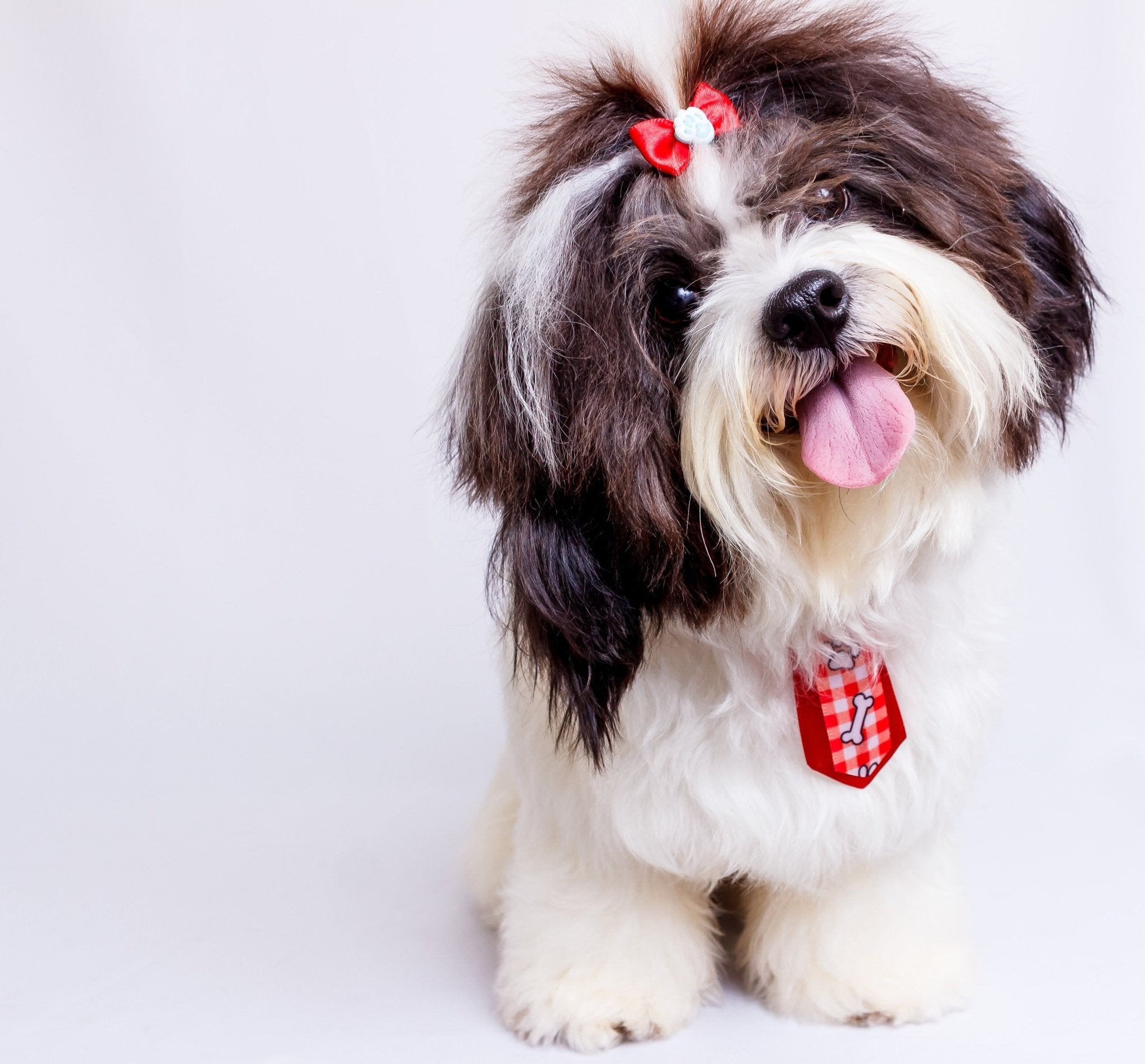 Shih Tzu: The Little Lion That Steals Every Heart! – Wagr Petcare