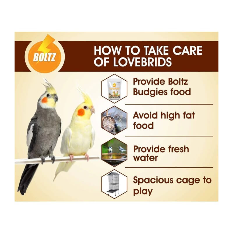 Boltz Cockatiel & Lovebirds Food 1.2kg - Wagr - The Smart Petcare Platform