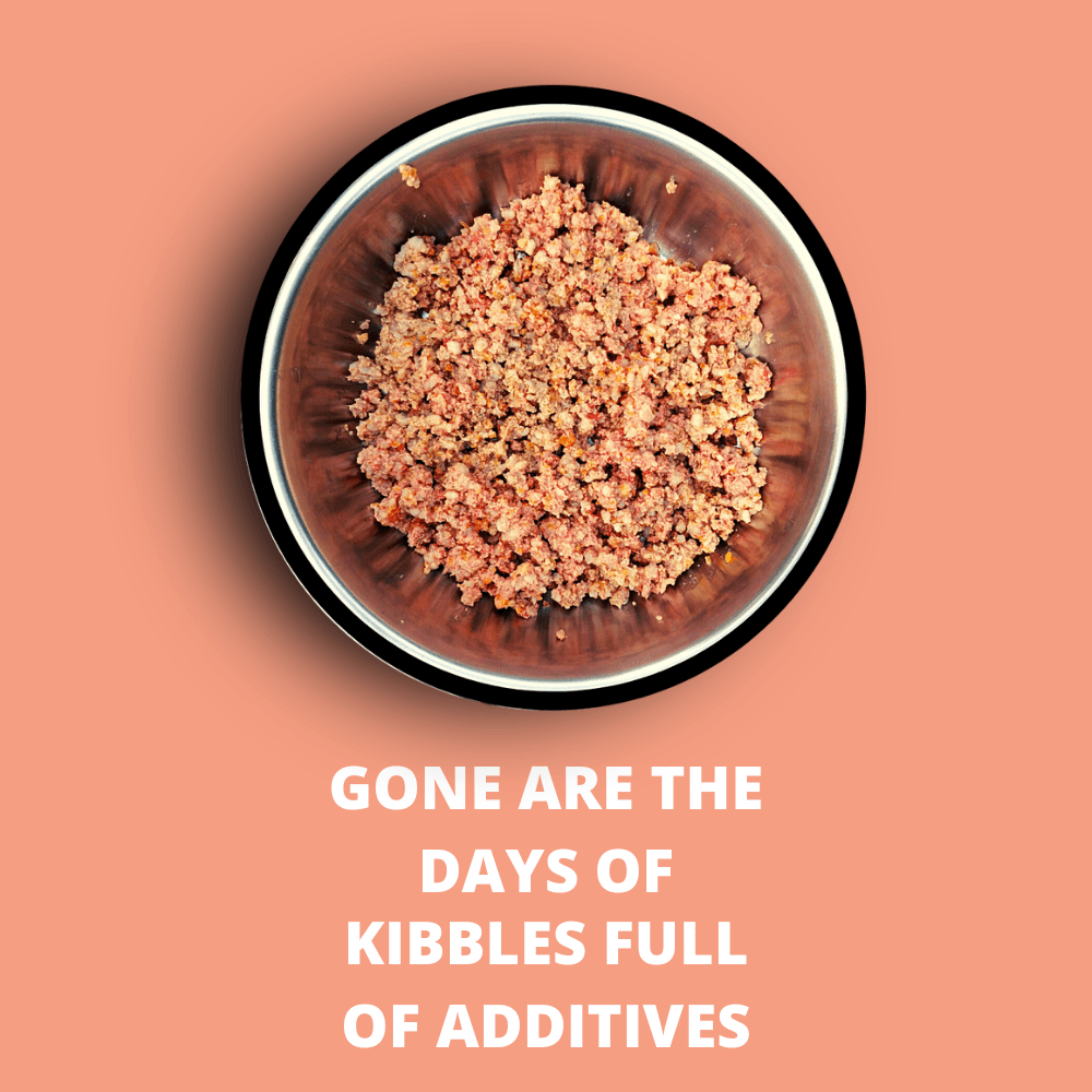 Doggos Jumbo Monster - Wagr - The Smart Petcare Platform