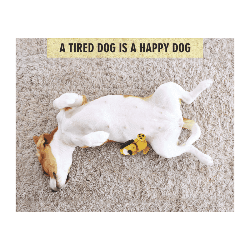 Fofos Latex Bi Dog for Small Dogs - Wagr Petcare
