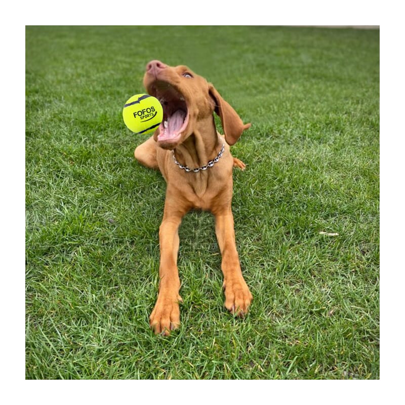 Fofos Sports Fetch Ball Dog Toy, Pack of 2 - Wagr Petcare