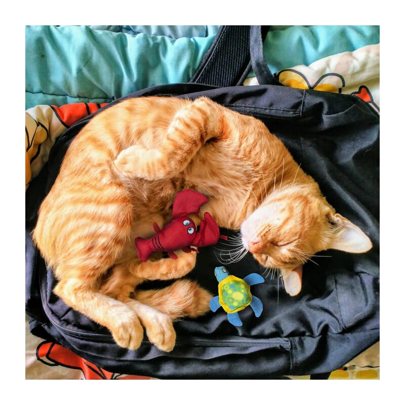 Fofos Summer Cat Toy - Turtle with Lobster Interactive Cat Toys - Wagr Petcare