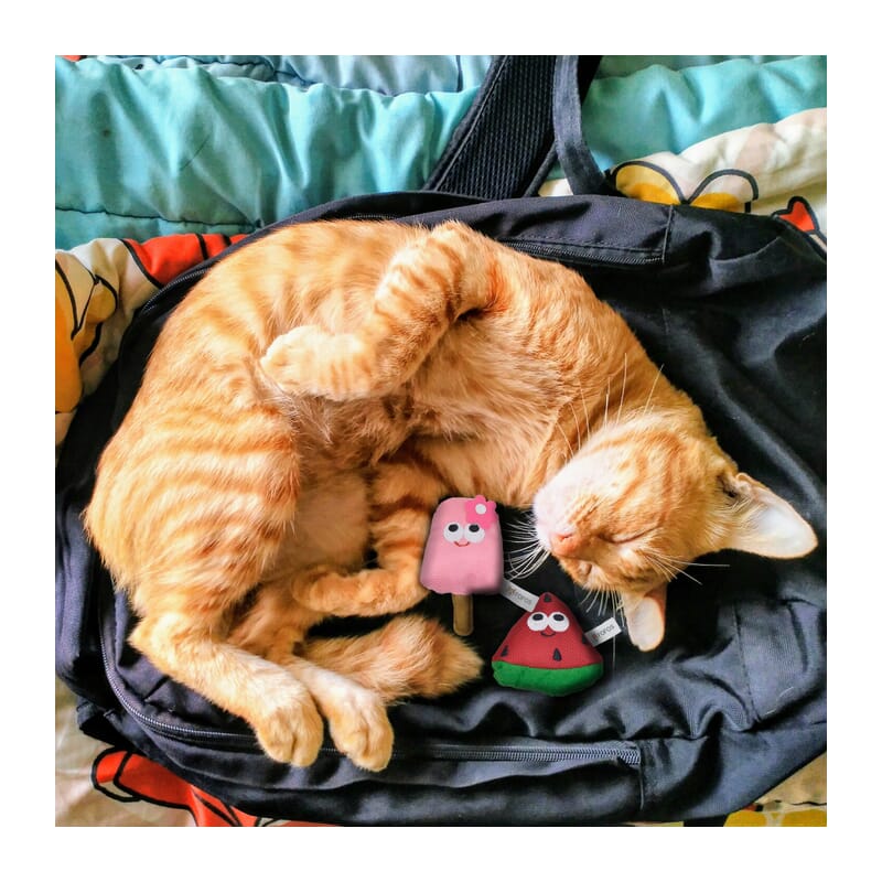 Fofos Summer Cat Toy - Watermelon with Popsicle - Wagr Petcare