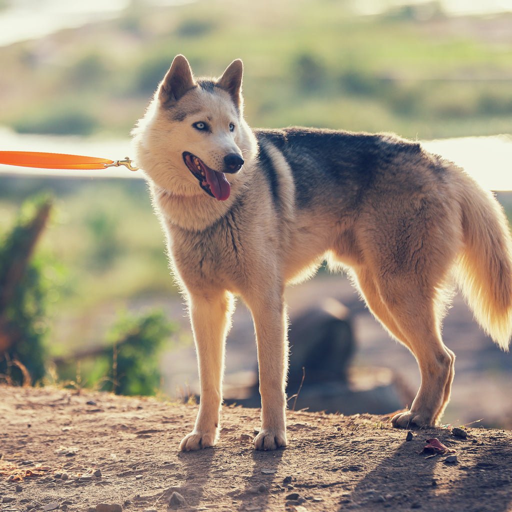 Forfurs Extra Long Adjustable Multifunctional Leash - Wagr - The Smart Petcare Platform