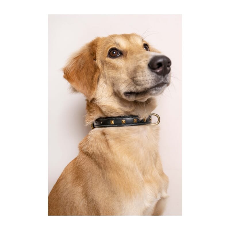Forfurs Studded Leather Dog Collar - Wagr - The Smart Petcare Platform