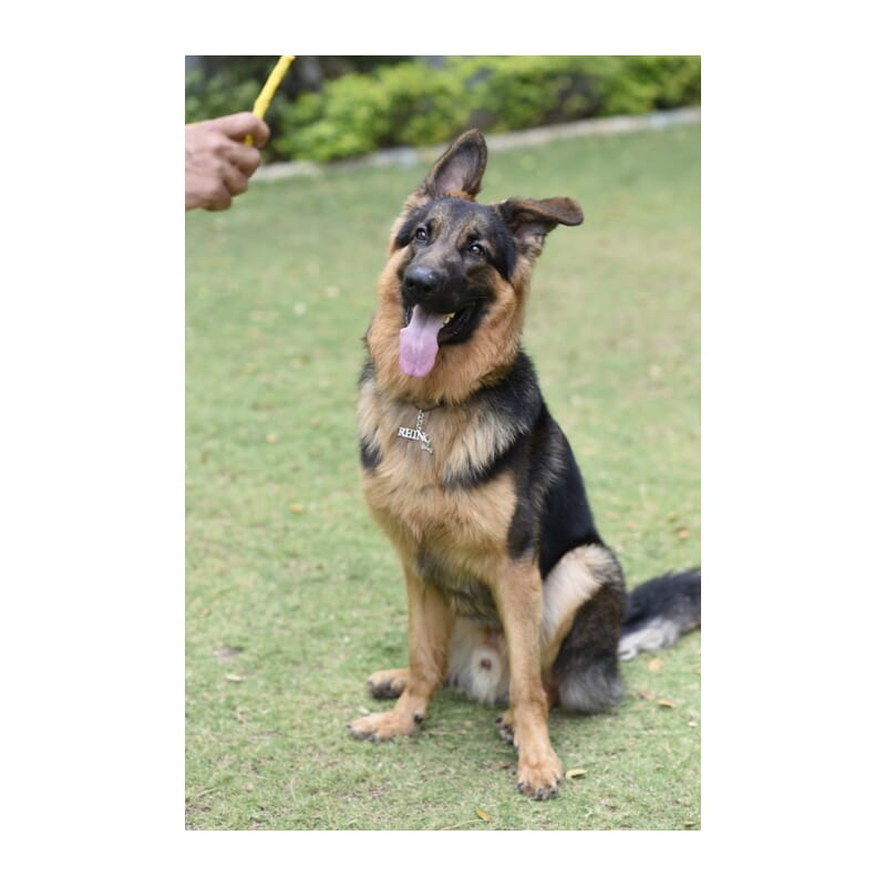 Furrsaan Munchies - 450gm - Wagr - The Smart Petcare Platform