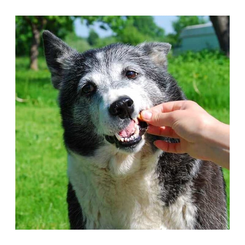 Goofy Tails Applicious Apple and Banana Gluten Free Veg Biscuits - Wagr - The Smart Petcare Platform