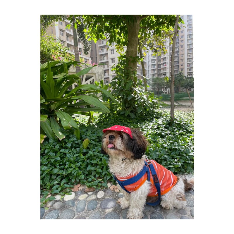 Pawgy Pets Dog Cap : Red with White Polka - Wagr Petcare