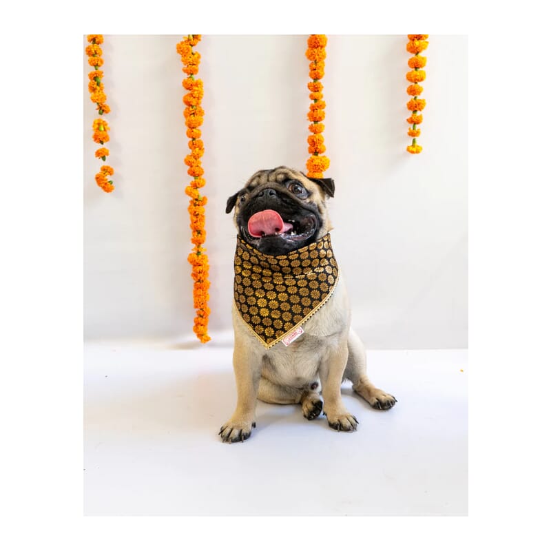 Pawgy Pets Occasion Wear Bandana - Wagr Petcare