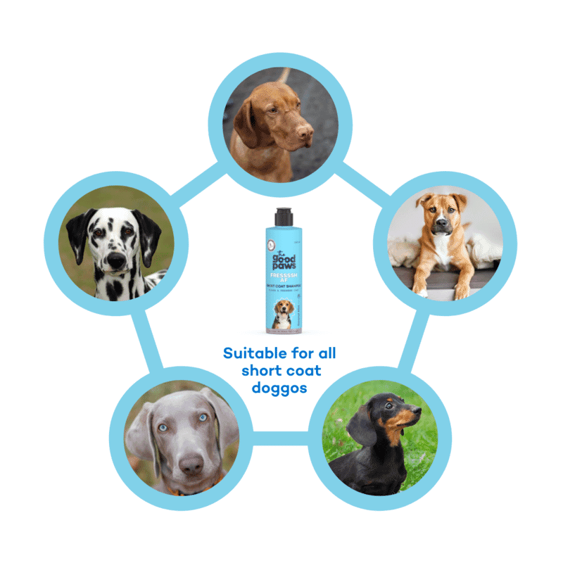 The Good Paws FRESSSSH AF Short Coat Smoothing Dog & Cat Shampoo with Jojoba & Castor Oil - Coconut Mint 250ml - Wagr Petcare
