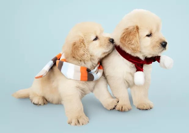 3 Essential Accessories For New Dog Parents - Wagr Petcare