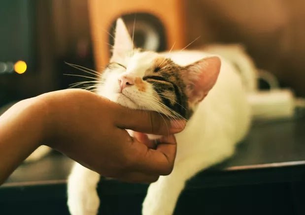 4 Cat Hygiene Tips You Can Follow at Home - Wagr Petcare