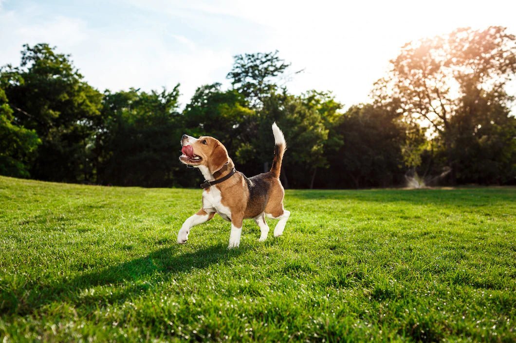 5 Ways To Be An Eco-friendly Pet Owner - Wagr Petcare