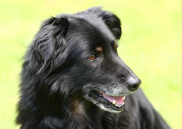 6 Tips On Caring for a Senior Dog: What You Need to Know - Wagr Petcare