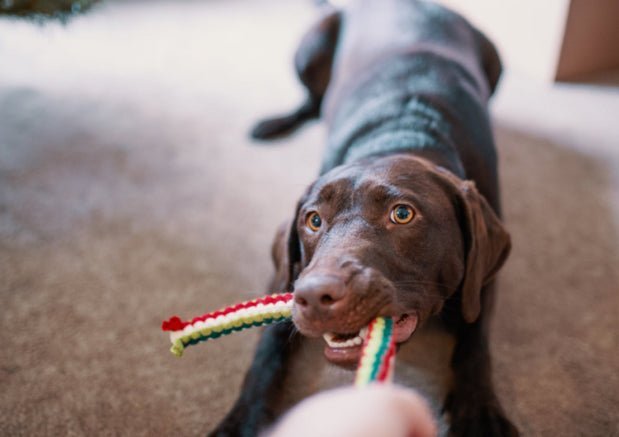 7 Benefits Of Going To A Canine Behaviourist - Wagr Petcare