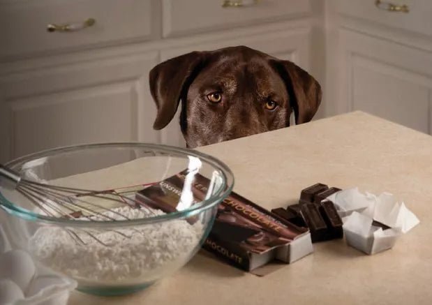 8 Human Foods That Are Dangerous for Dogs - Wagr Petcare