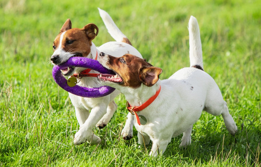 A Guide to Choosing the Ideal Dog Breed in India - Wagr Petcare