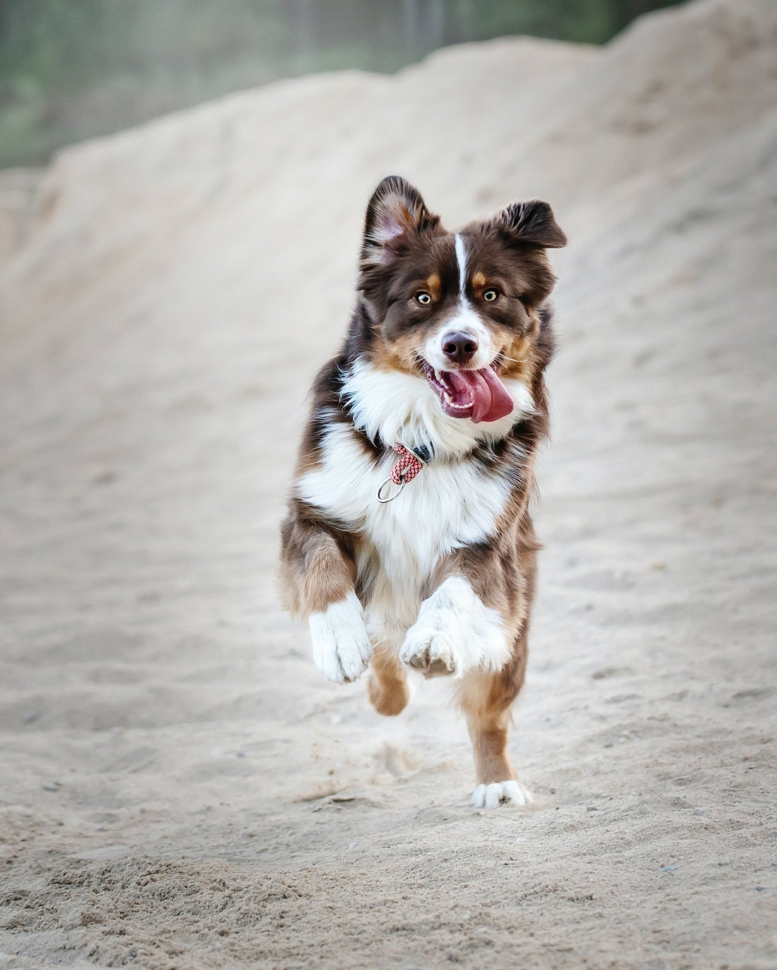 A Healthy Dog is a Happy Dog: How to Choose the Best Food for Your Dog - Wagr Petcare