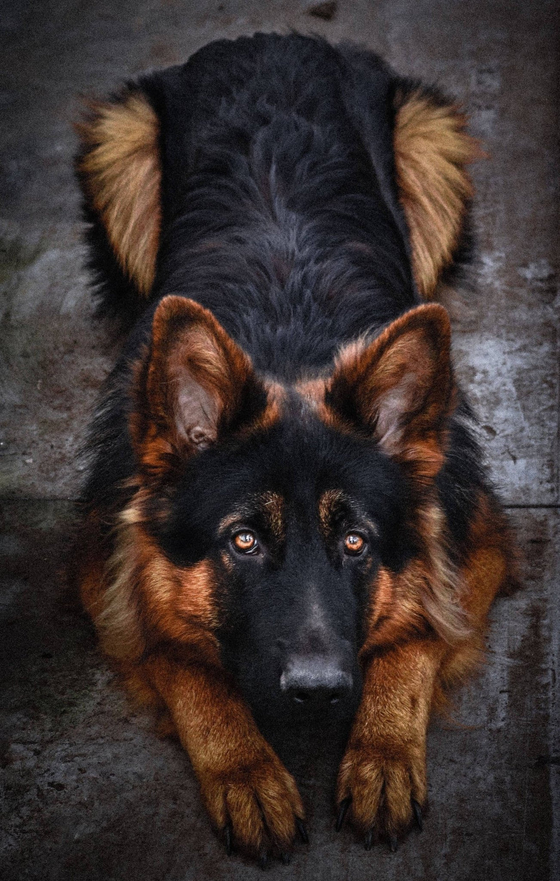 A Shepherd By Your Side: Raising A German Shepherd - Wagr Petcare