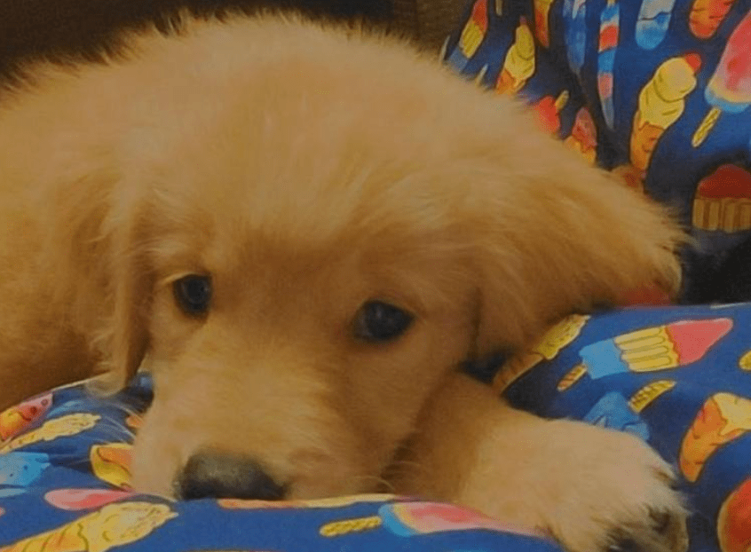 A Tattoo for Ace: My Golden Retriever's Story - Wagr Petcare