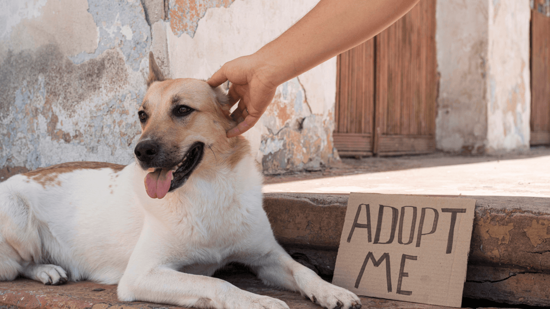 Adopting an Indie: Why They Make Perfect Pets - Wagr Petcare