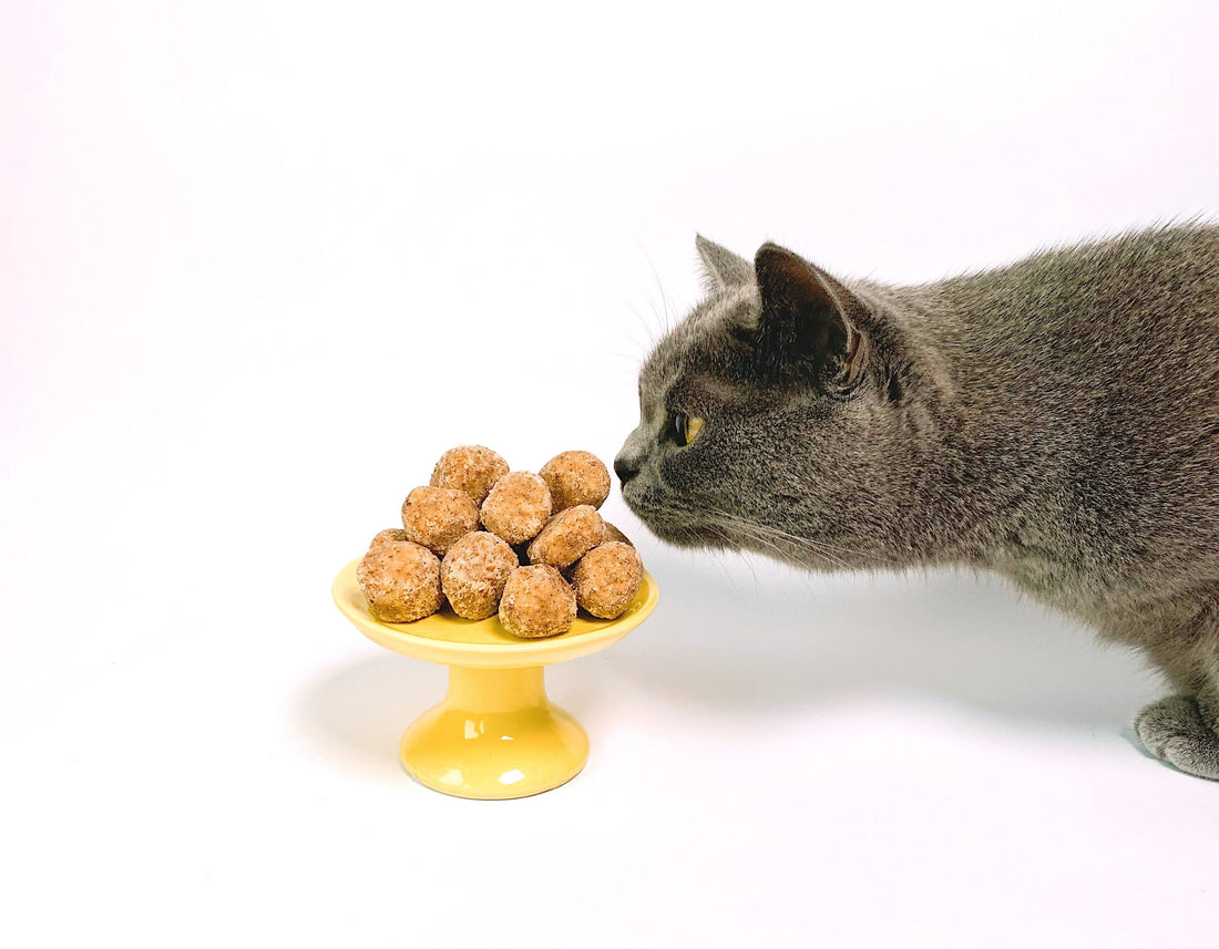 Homemade Cat Food: Chicken Stew With Rice And Beans