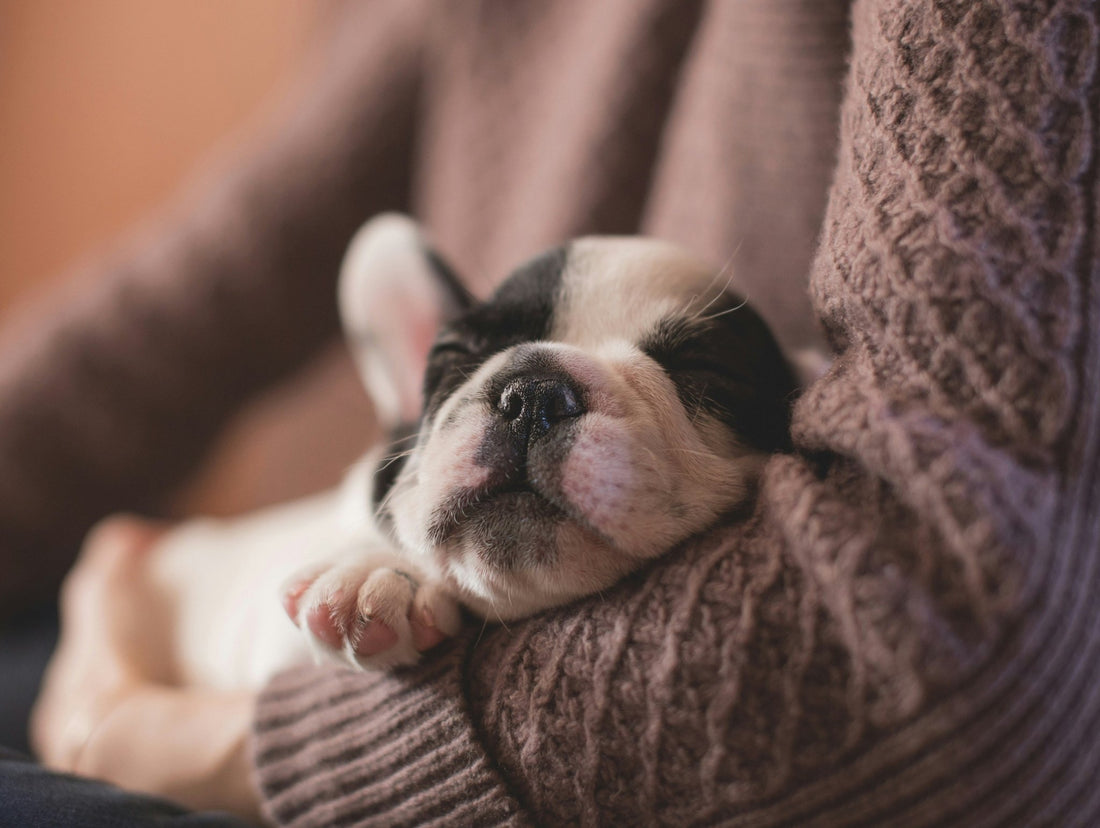 Best Dog Breeds For First-Time Pet Parents - Wagr Petcare