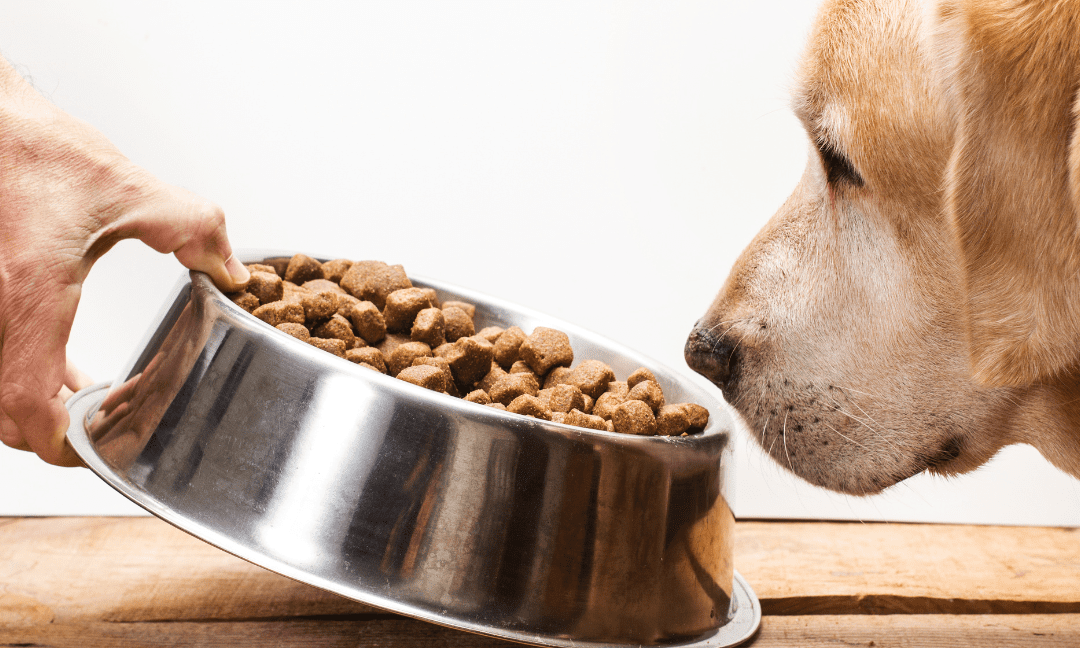 Best Dog Food Brands for Puppies in India - Wagr Petcare