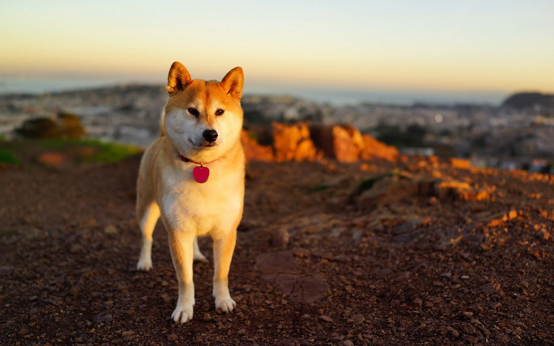 Breed At A Glance: Akita - Wagr Petcare