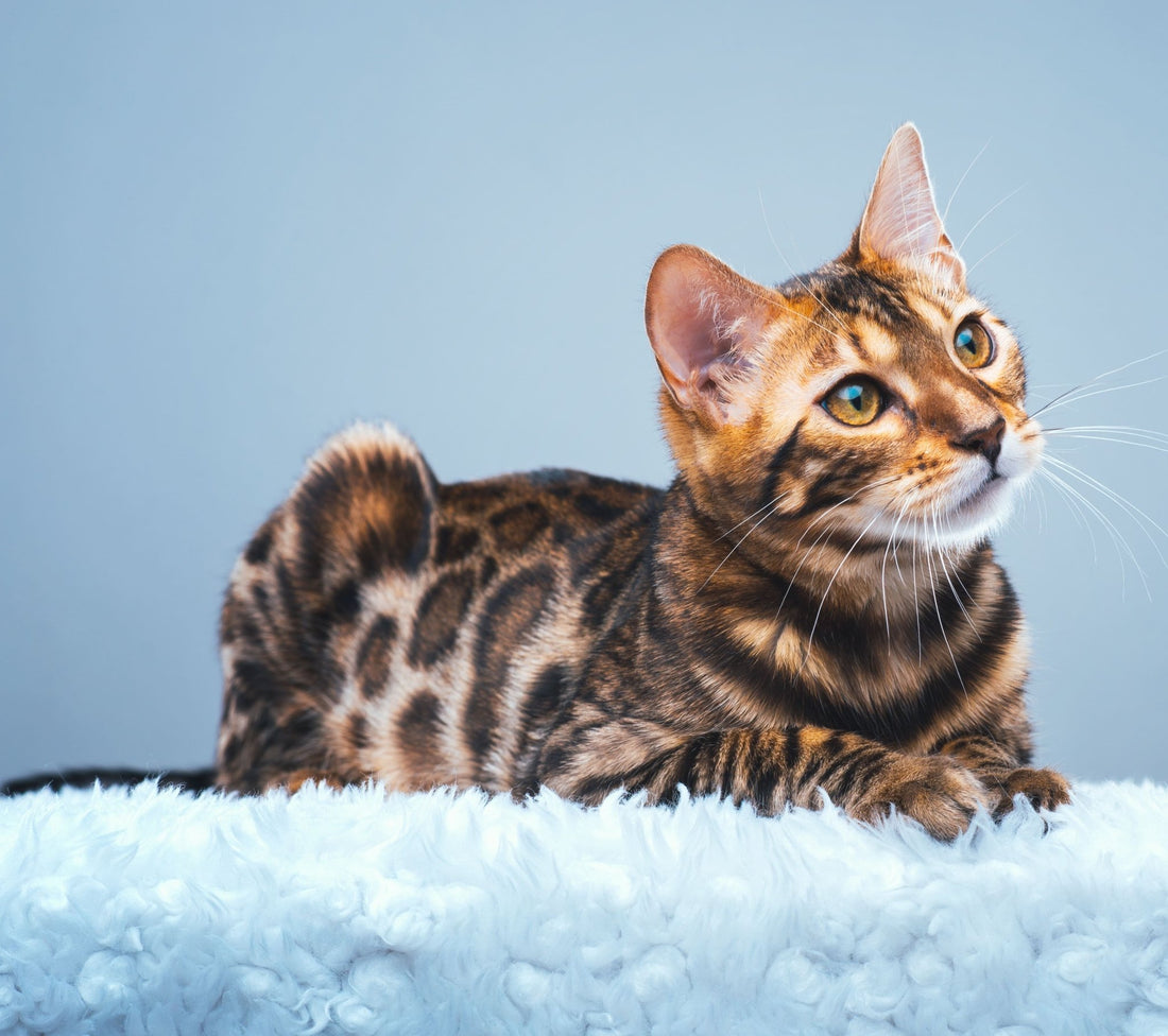 Breed At A Glance: Bengal Cat - Wagr Petcare