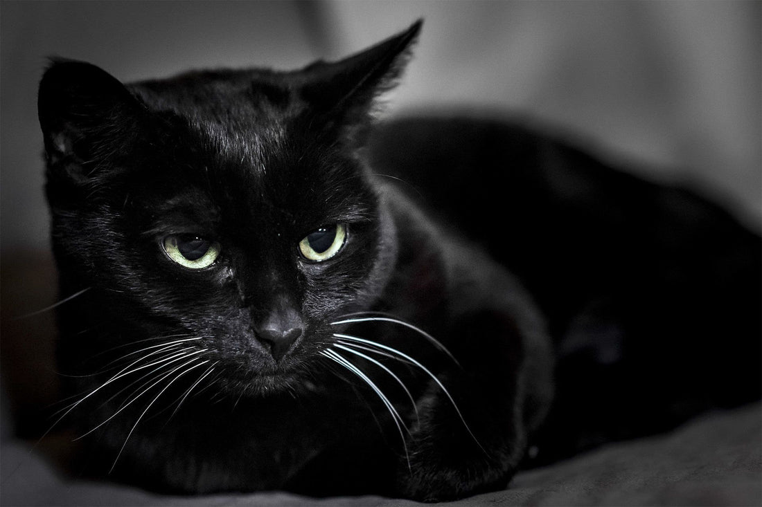 Breed At A Glance: Bombay Cat - Wagr Petcare