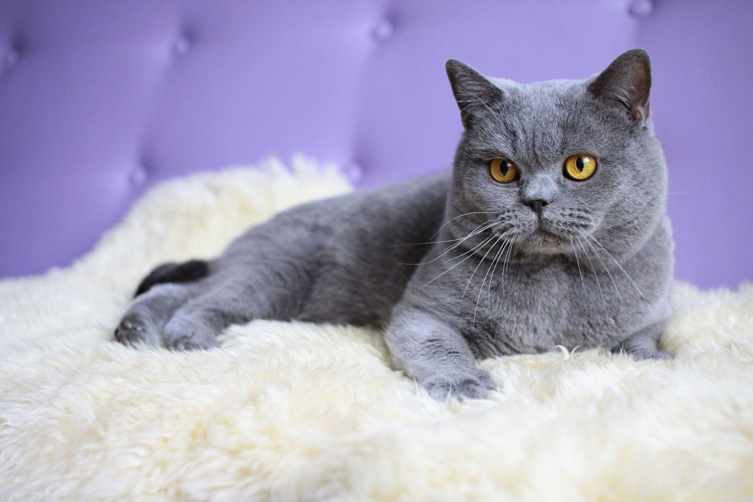 Breed At A Glance: British Shorthair - Wagr Petcare