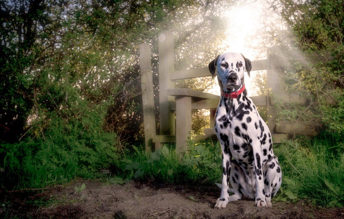 Breed At A Glance: Dalmatian - Wagr Petcare