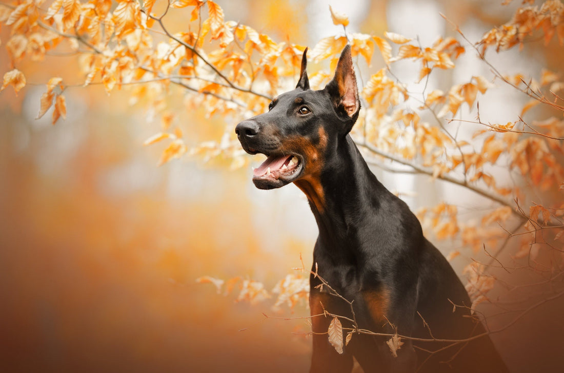 Breed At A Glance: Doberman - Wagr Petcare