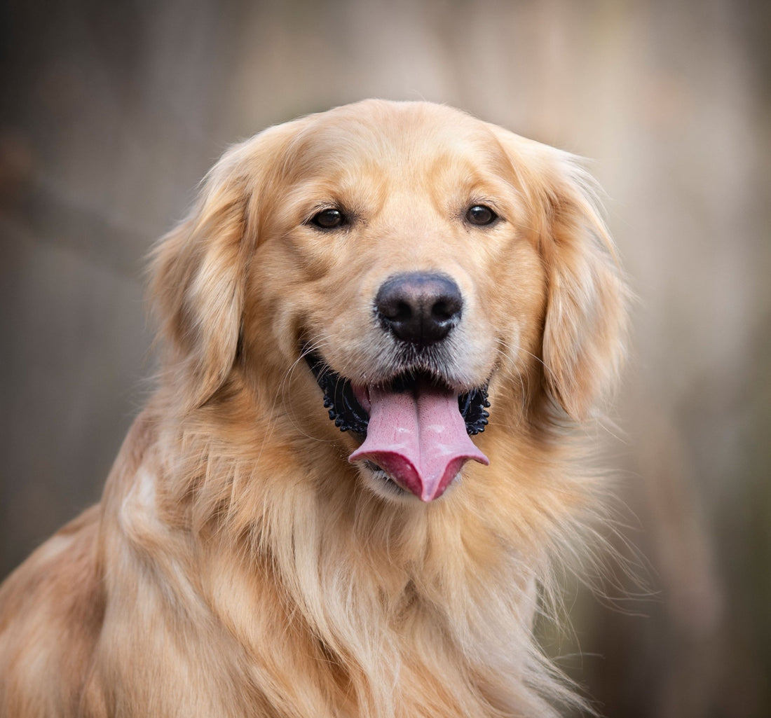 Breed At A Glance: Golden Retriever - Wagr Petcare