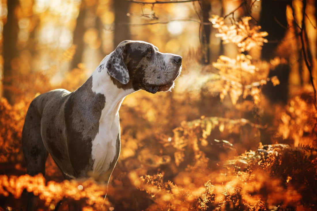 Breed At A Glance: Great Dane - Wagr Petcare