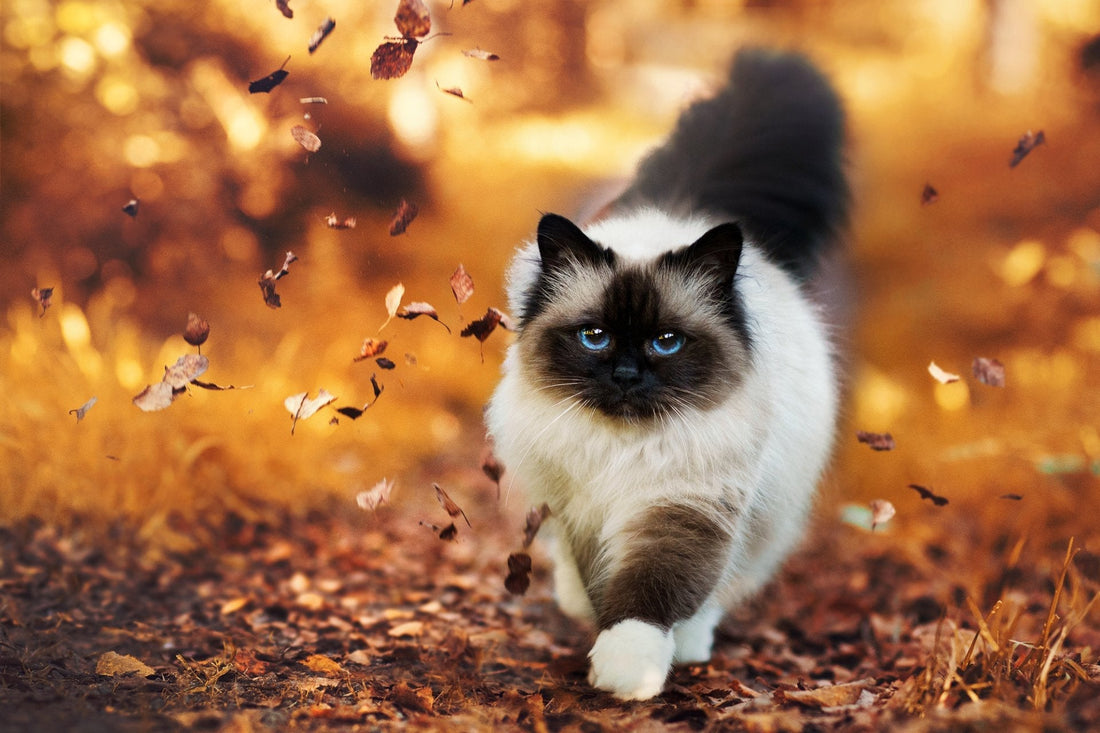 Breed At A Glance: Himalayan Cat - Wagr Petcare
