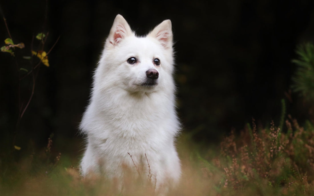 Breed At A Glance: Indian Spitz - Wagr Petcare