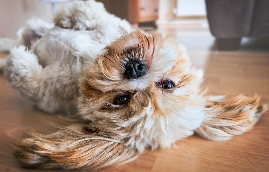 Breed At A Glance: Lhasa Apso - Wagr Petcare