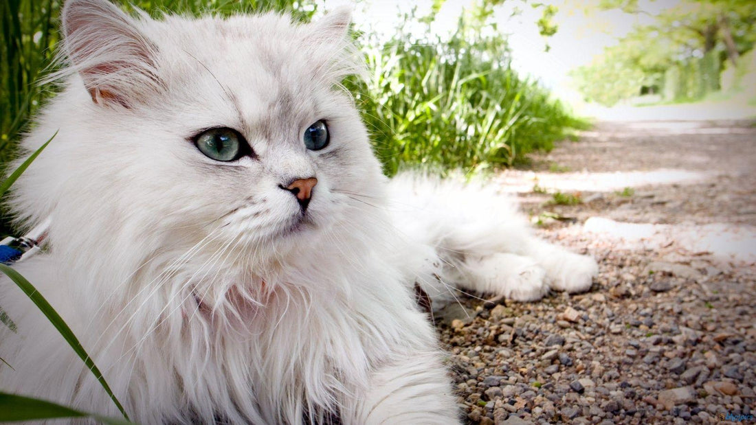 Breed At A Glance: Persian Cat - Wagr Petcare