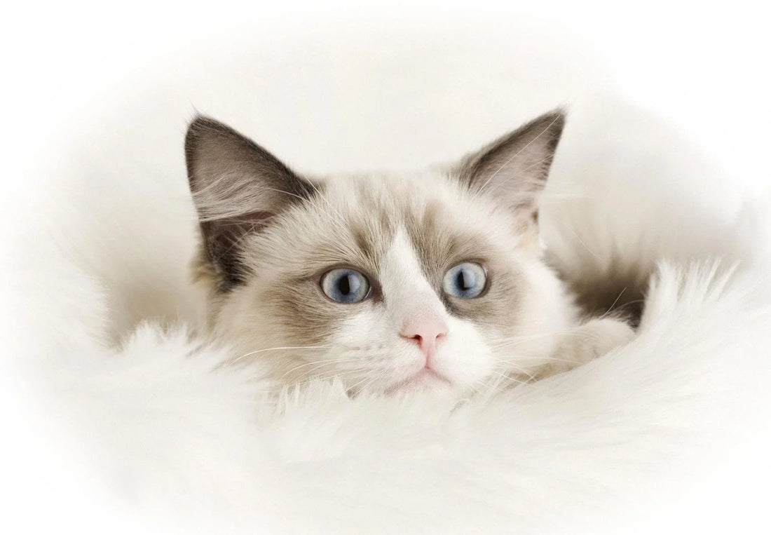 Breed At A Glance: Ragdoll Cat - Wagr Petcare