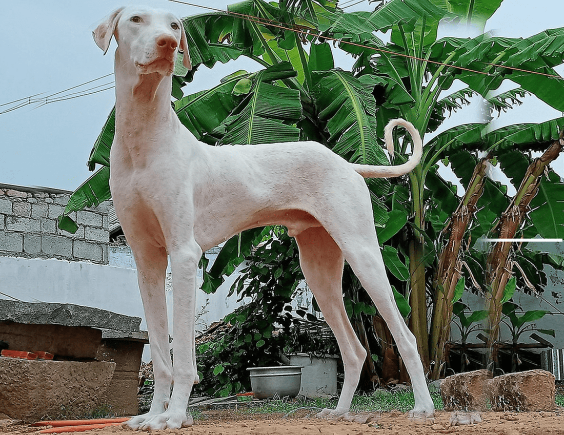 Breed At A Glance: Rajapalayam - Wagr Petcare