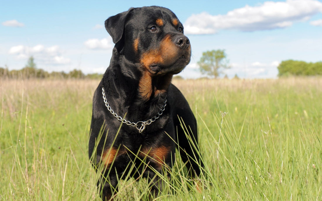 Breed At A Glance: Rottweiler - Wagr Petcare